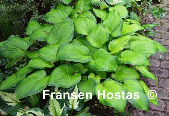 Hosta Guacamole